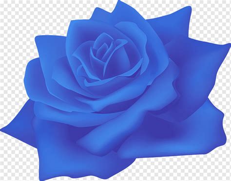 Playa Rosa Centifolia Rosas Papel Flor Azul Rosa Azul Azul Flor