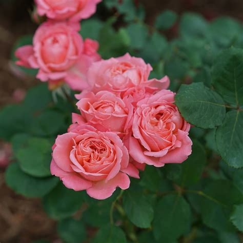 Proven Winners Pink Reminiscent Coral Rose Rosa Flowering Shrub In 1