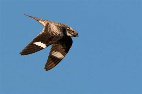 Zoom The Aerial Display Of The Common Nighthawk Bird Academy • The