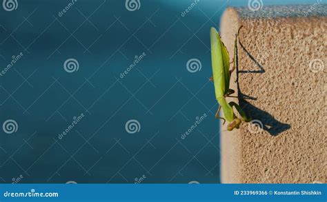 The Green Praying Mantis Sits On A Concrete Jamb On The Street And