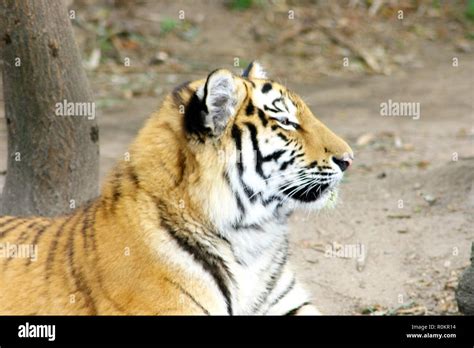 Siberian Tiger Sibirischer Tiger Pantera Tigris Altacia Stock Photo