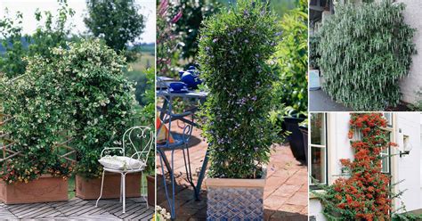 25 Best Evergreen Vines for Year-Round Interest