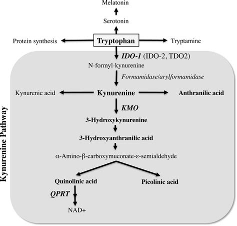 Simplified Overview Of The Kynurenine Pathway Of Tryptophan Download Scientific Diagram