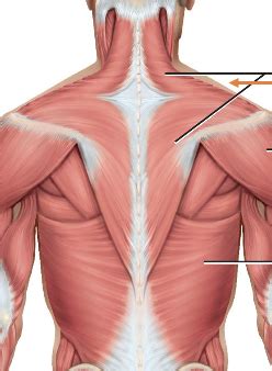 A P Lab Upper Extremity Muscles Flashcards Quizlet