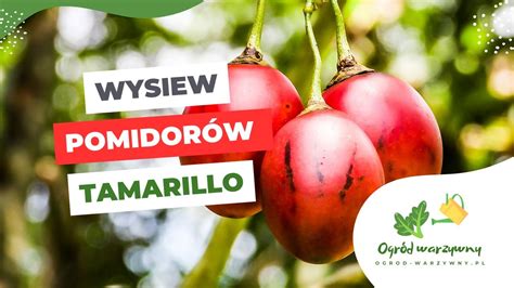 Pomidor Drzewiasty Tamarillo Wysiew Nasion Youtube