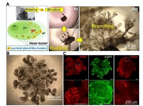 Worlds First Technology To Generate 3d Lacrimal Gland Organoids From