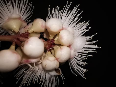 Syzygium Mananquil Myrtaceae Image At Phytoimages Siu Edu