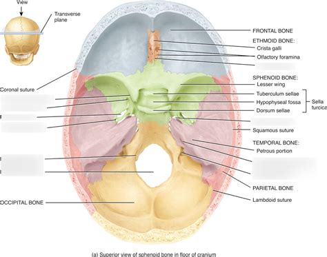 Foramen Of The Skull Diagram Quizlet