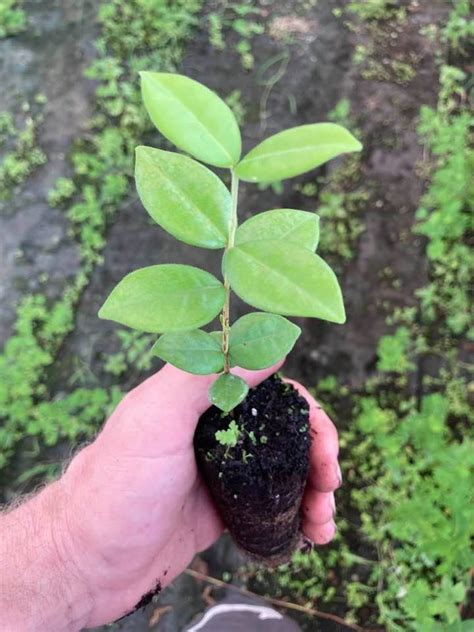 Pitangatuba Starcherry Eugenia Selloi Plug Seedling Tree Approx 5 7