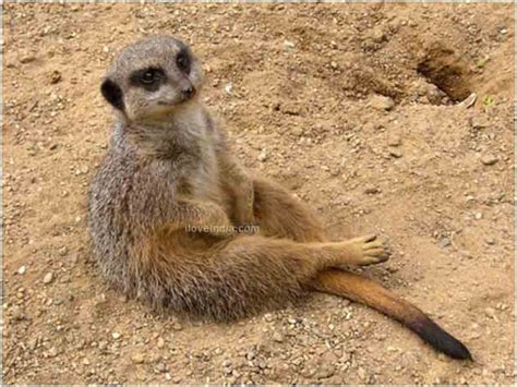 Facts About Meerkat - Interesting & Amazing Information On Meerkats