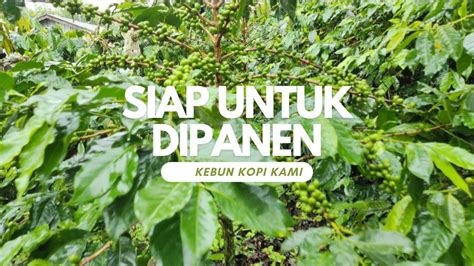 Kebun Kopi Arabika Gayo Varietas Ateng Super 1 2 Hektar Menghasilkan