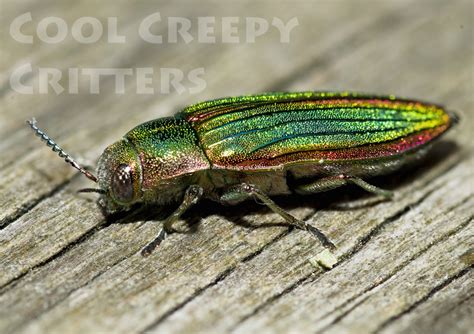 June Bug Colours - Cool Creepy Critters