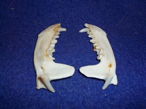 2 Real animal otter jaws teeth head skeleton by boomer2563 on Etsy