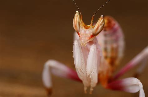 'Orchid mantis 2nd instar' by macrojunkie on DeviantArt