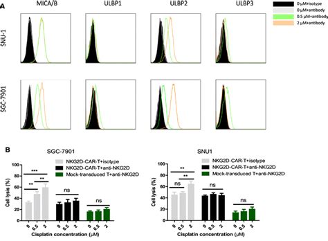 Cisplatin Induced Up Regulation Of Nkg2d Ligands And Enhanced