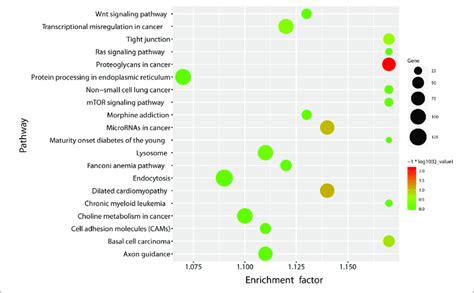 Kegg Pathway Enrichment Bubble Plot Of The Differentially Expressed