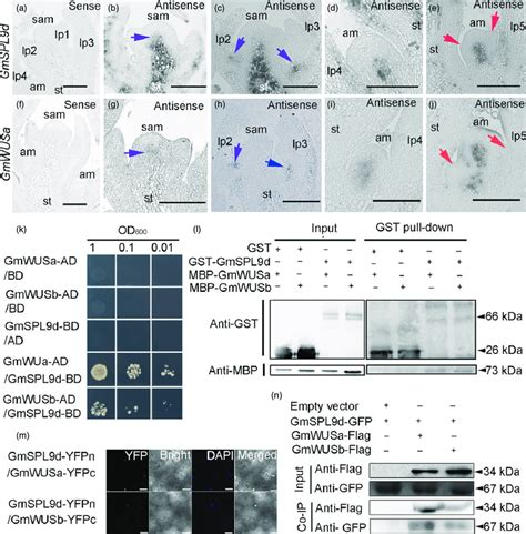 Gmspl D Interacts With Gmwus A E In Situ Expression Patterns Of