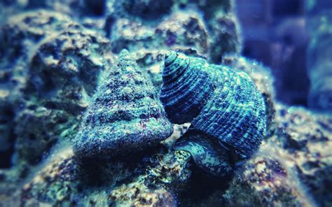 3 Best Snails For Saltwater Aquarium - My Reef