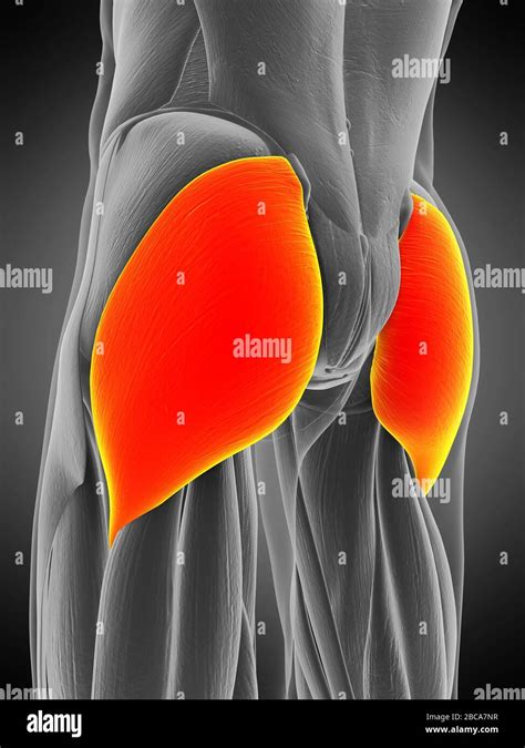 Musculo Gluteo Mayor Anatomia Fotografias E Imagenes De Alta Resolucion