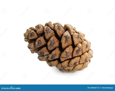 Beautiful Dry Pine Cone Isolated On White Stock Photo Image Of Studio