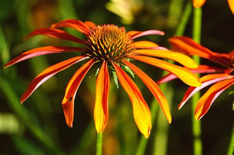 Flower Echinacea Colorful - Free photo on Pixabay