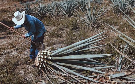 Balanza agroalimentaria de México registra superávit de 4 890 mdd de