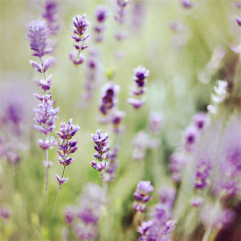 Home | Sunshine Lavender Fa