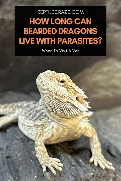 How Long Can Bearded Dragons Live With Parasites Reptile Craze