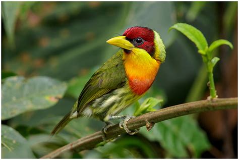 Birds of Peru