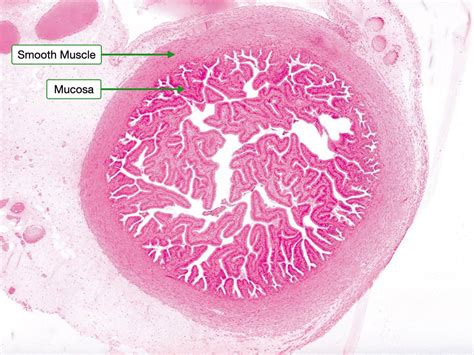 Female Reproductive System Lab