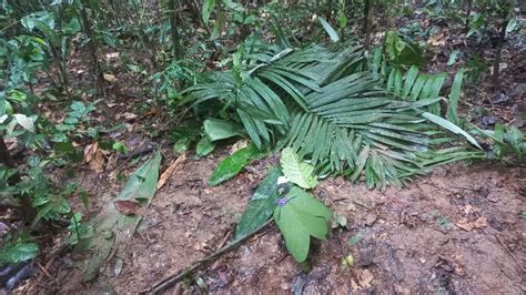 Sin Reconfirmar El Hallazgo De Los Cuatro Ni Os Perdidos En La Selva De