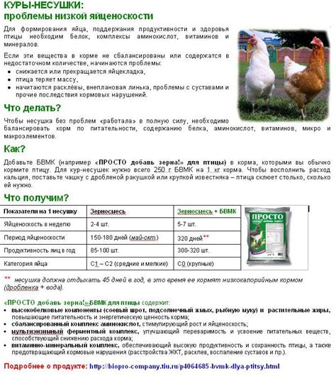 Профилактика заболеваний у кур: чем пропаивать несушек? растворы ...