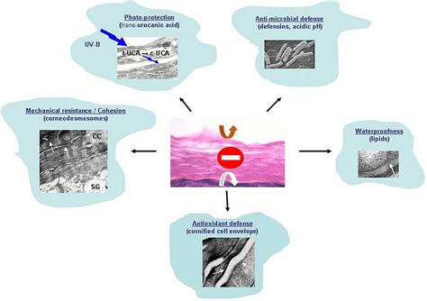 Functions Of The Stratum Corneum The Cornified Layer Is A Barrier