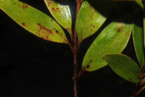 Syzygium Myrtaceae Image 210323 At PhytoImages Siu Edu