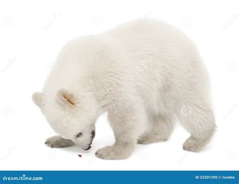 Cachorro Del Oso Polar Maritimus Del Ursus Meses Foto De Archivo