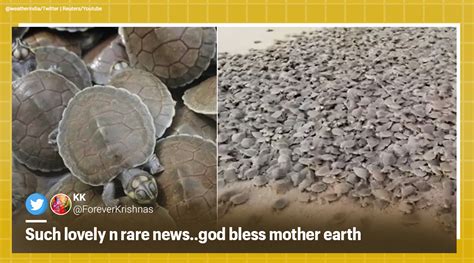 ‘turtle Tsunami Over 92000 River Turtles Hatch On Brazilian Beach