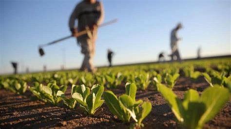 Empresarios agrícolas preocupados por normas de la convención