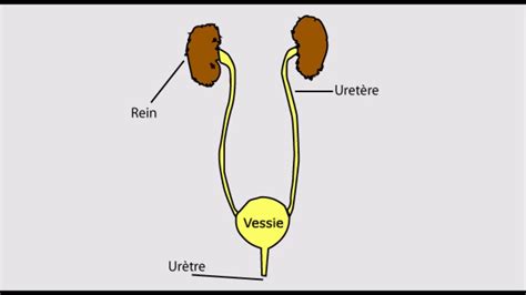 Inflammation De La Vessie Cystite YouTube