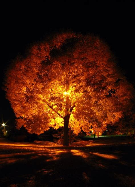 Fire Tree Smithsonian Photo Contest Smithsonian Magazine