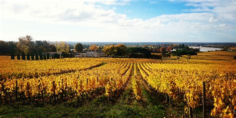 Le travail de la vigne à lautomne Château de La Dauphine