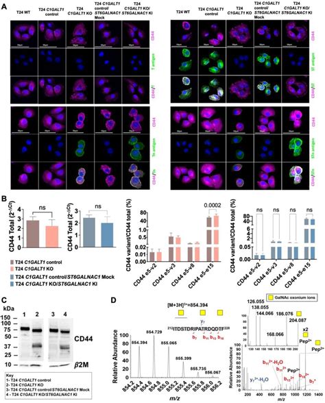 Glycoengineered T24 Cells Express Cd44s Tn Stn Glycoproteoforms In