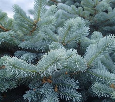 Ель голубая Супер Блю. (Picea pungens Super Blue) С10 купить в интернет ...