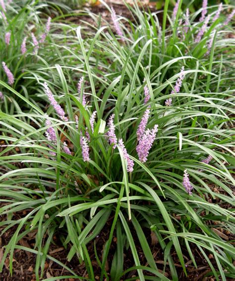 Liriope spicata Pépinière Jasmin