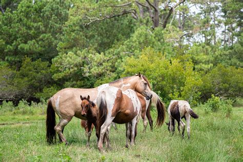 Free stock photo of animal pictures, assateague, assateague island ...