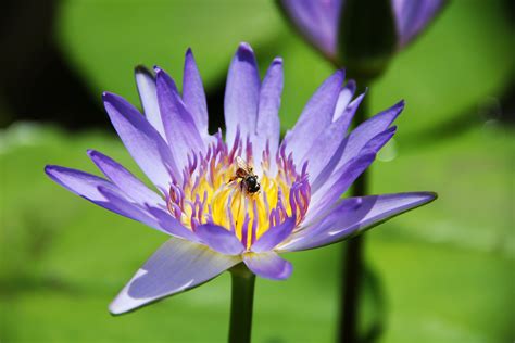 Purple Lotus by aditya777 on DeviantArt