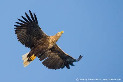 Foto Seeadler Spannweite Flügel Thomas Reich bilderreich