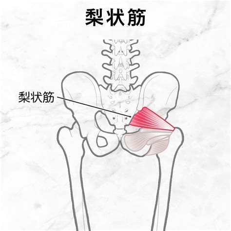 梨状筋の解剖学〜ゼロからわかる解剖学〜 | N.Pilates Education〜解剖学からわかる！効果の出るピラティスセミナー！〜