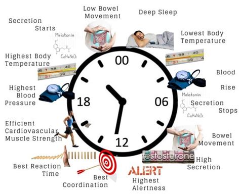 Nutrients Free Full Text Effect Of Circadian Rhythm Disturbance On