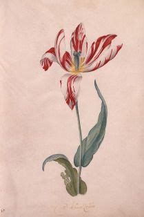 48 ideeën over Prenten oude tulpen tulpen botanische illustratie