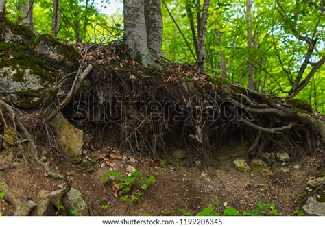 Naked Tree Roots On Mountainside Stock Photo Shutterstock